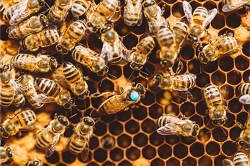 Bees and queen on honeycomb