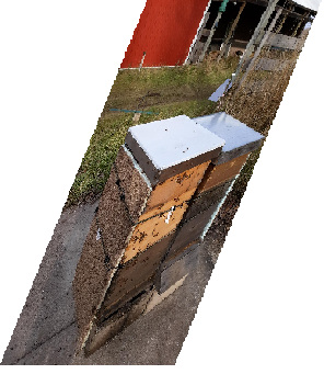 My hives winterized-skewed