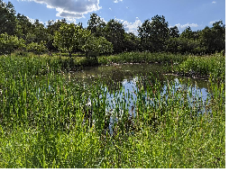 Water source for bees